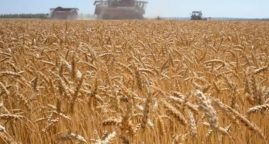 «Diplomatie du blé» : comment la Russie étend son influence en Méditerranée